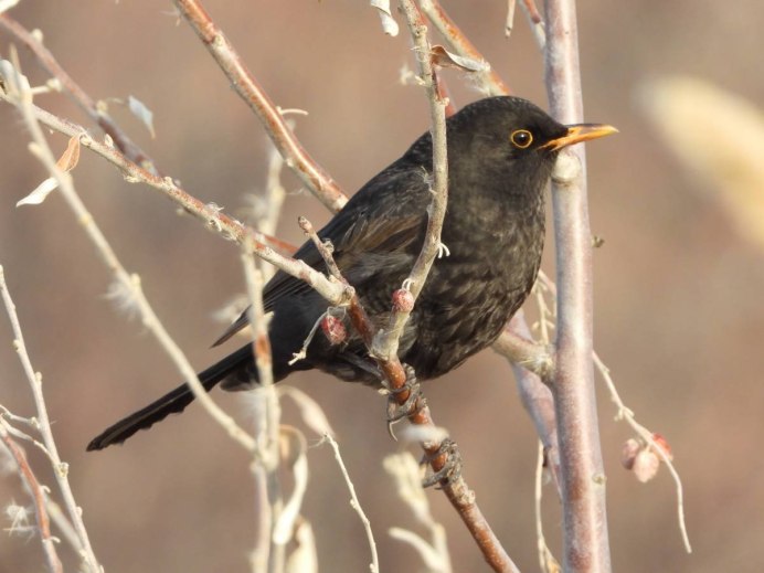 Дрозд Самара