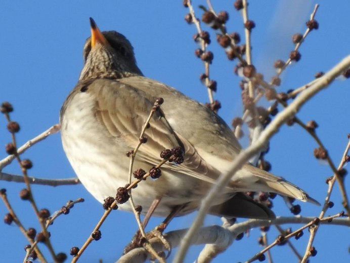 Парван Афганистан