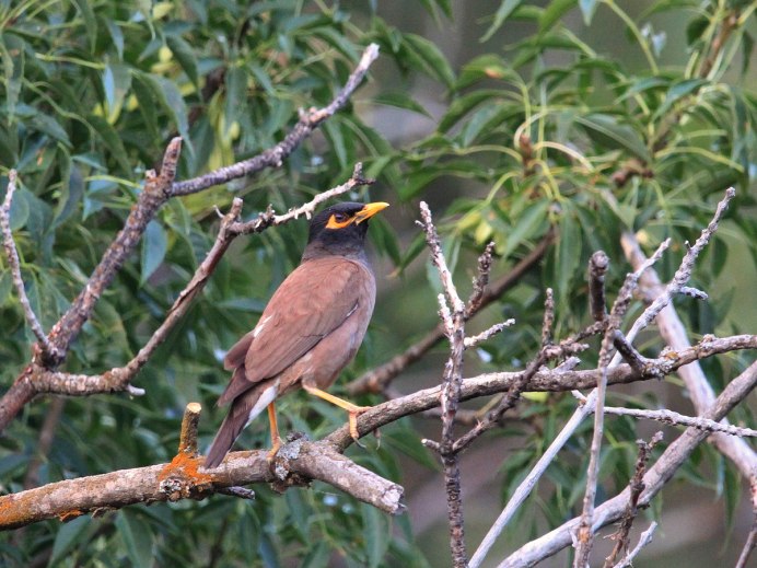 Индийский скворец майна