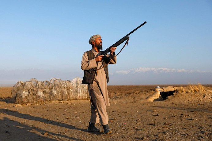 Майна саранчовый скворец