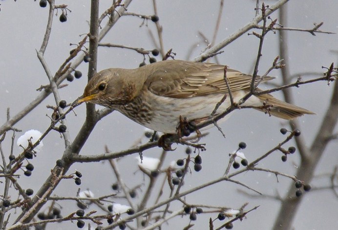 Афганский черный Дрозд