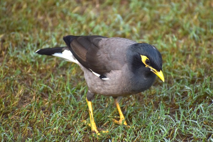 Майна птица гнездо