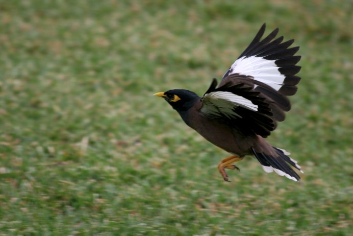 Майна обыкновенная (common Myna).