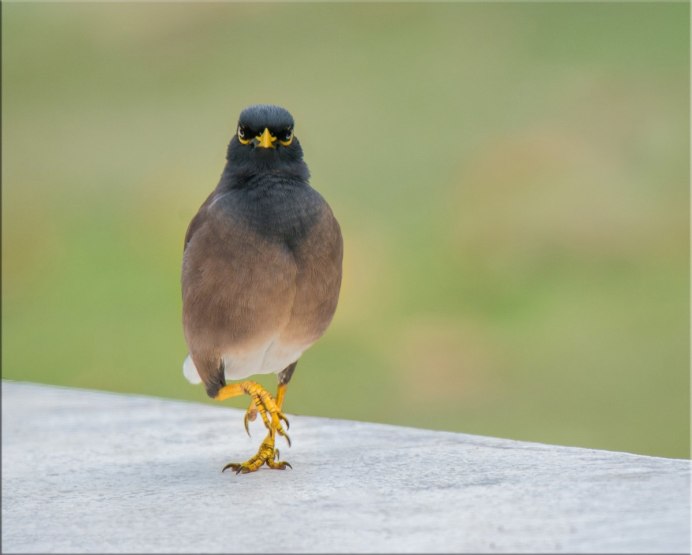 Майна (Acridotheres tristis)