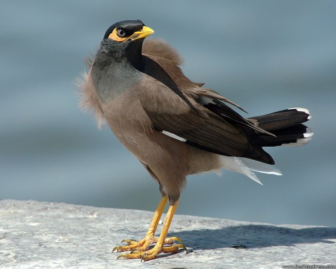 Myna meinsduen голая