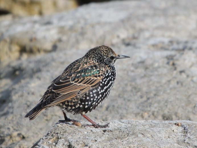 Аметистовый скворец