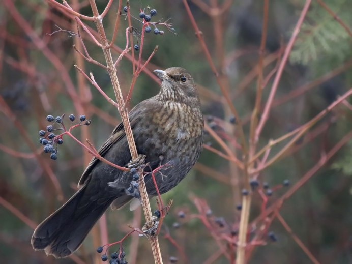 Китайский Дрозд
