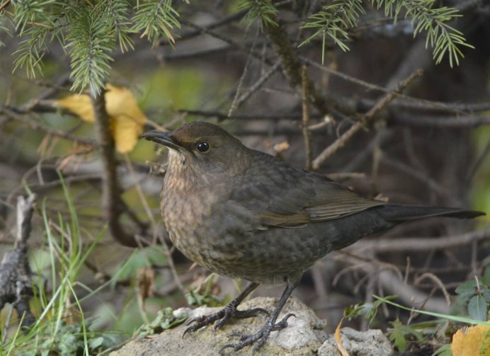 Птица майнушка Узбекистан
