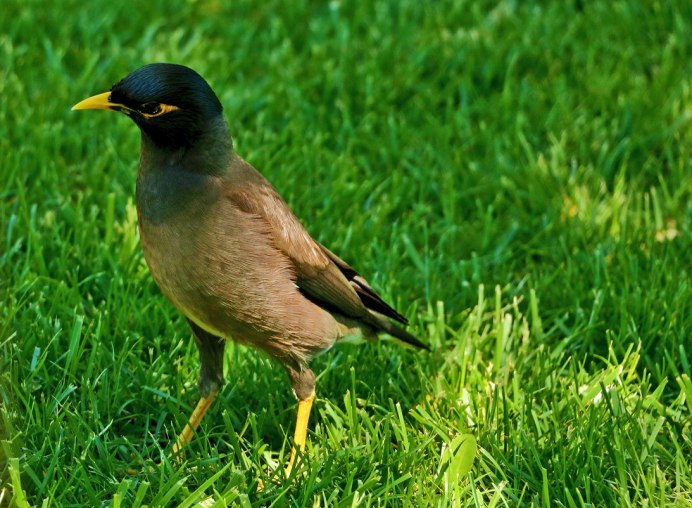 Афганский скворец майна