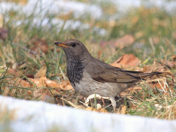 Птицы Израиля скворец