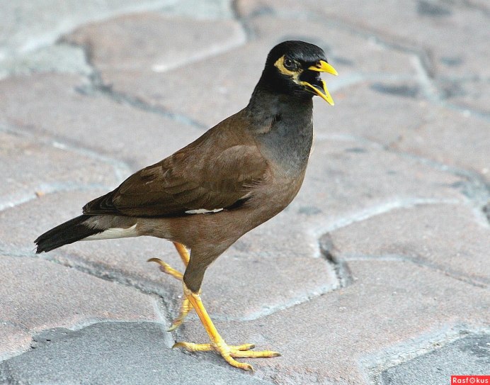 Майна Среднеазиатская