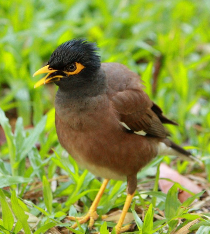 Афганский скворец майна