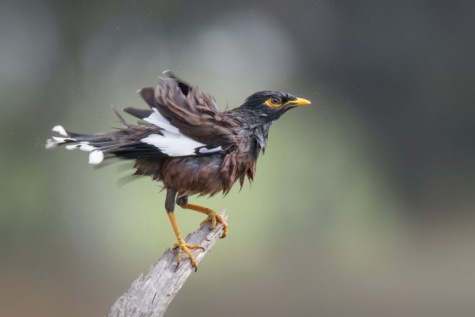 Афганский скворец майна