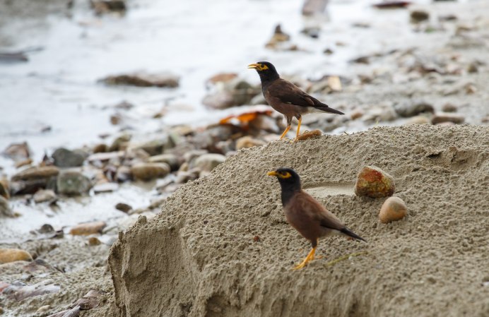 Афганка птица