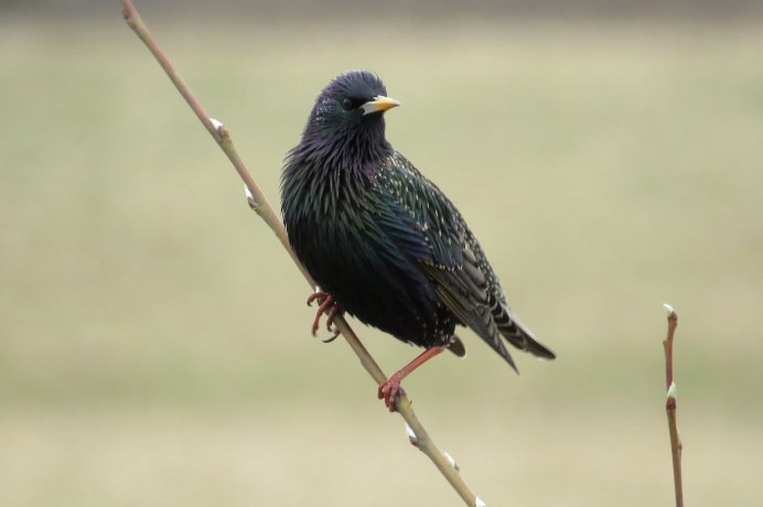 Зяблик, Соловей, Дрозд