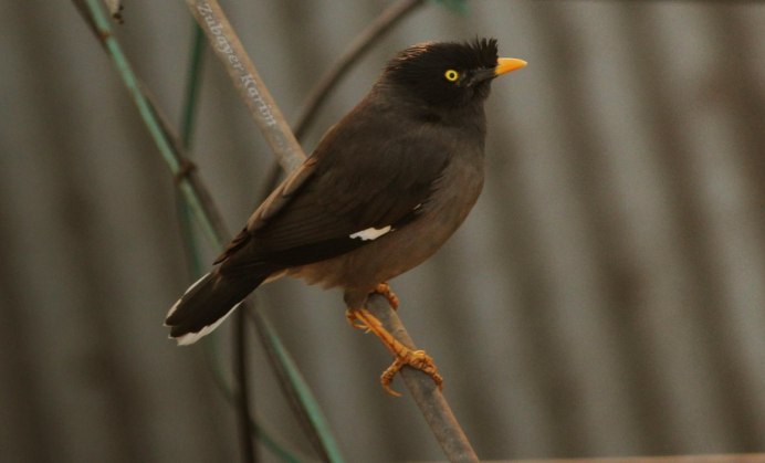 Афганский скворец майна