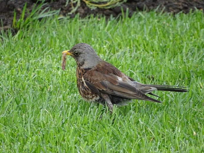 Среднеазиатский скворец