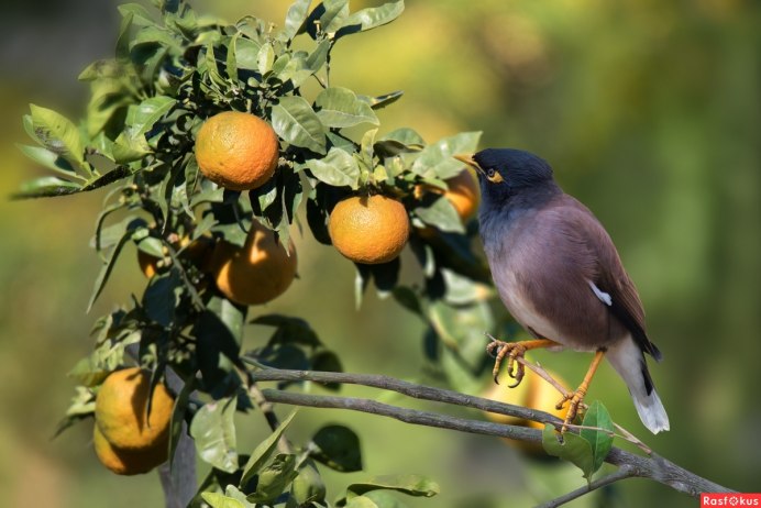 Хохлатая майна