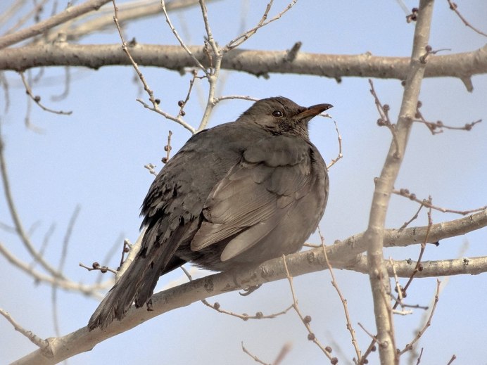 Афганский скворец майна