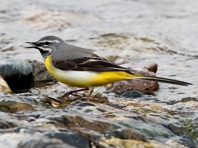 Птица с желтой грудкой
