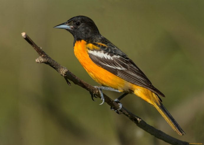 Желтый Дрозд