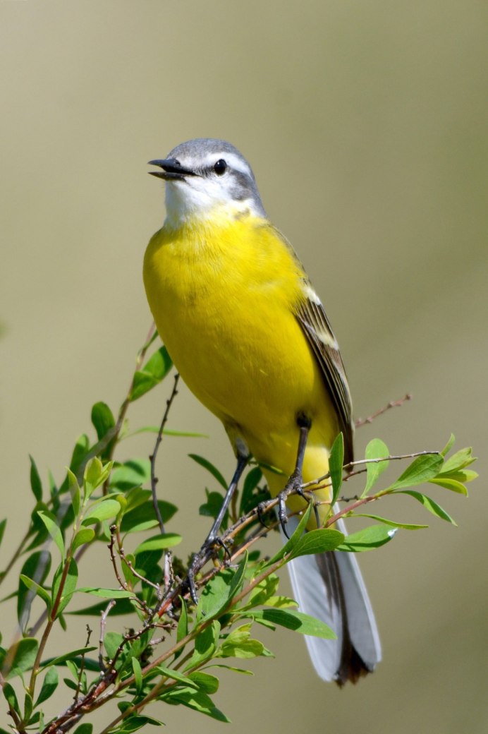 Желто зеленая птица