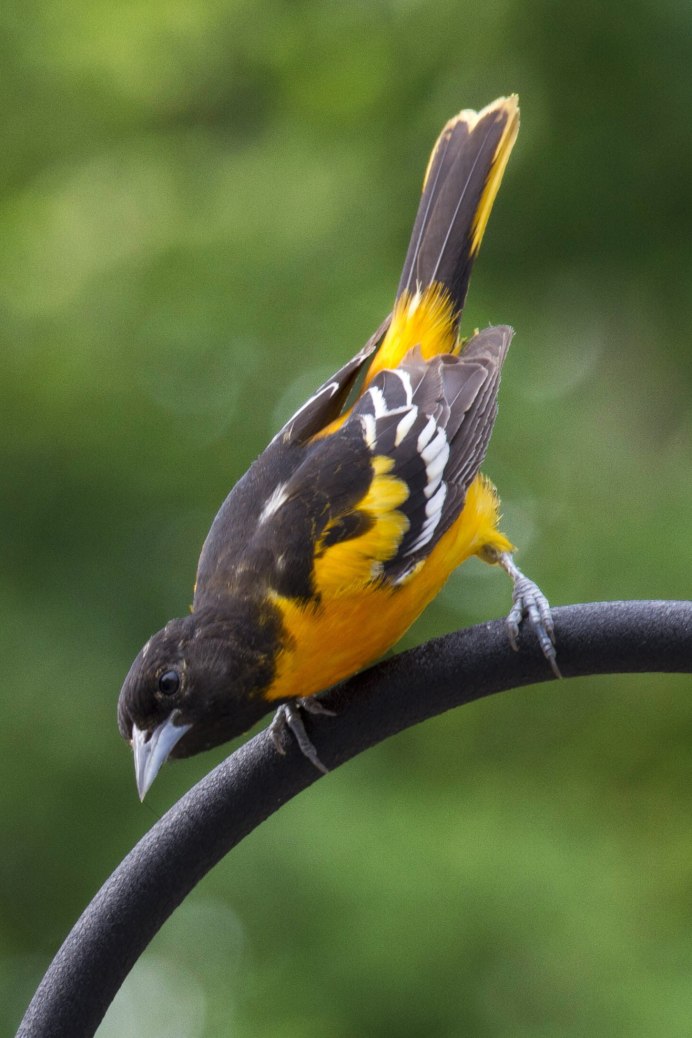 Птица синица Лазаревка