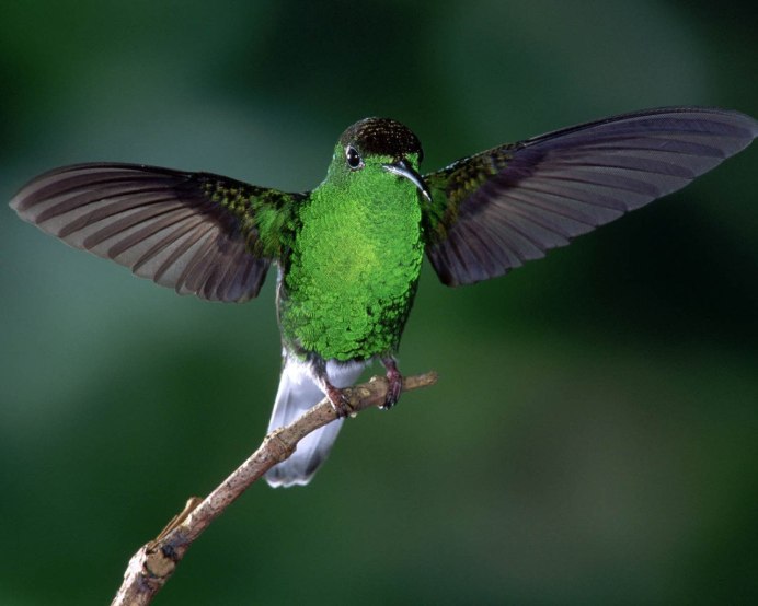 Колибри зеленая