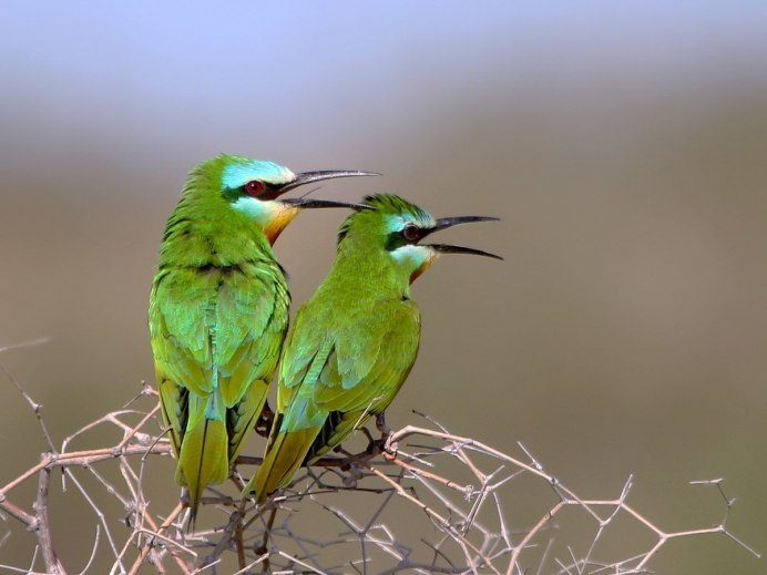 Маленькая зеленая птичка Подмосковья