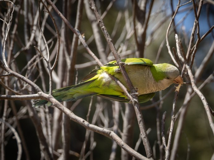 Зеленушка, Воробей