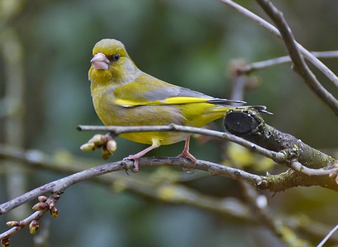 Зеленый органист птица