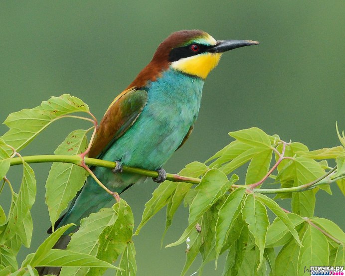 Желтолобая трясогузка самка