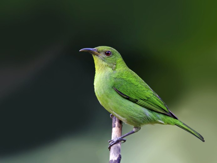 Отряд воробьиных желтогрудка