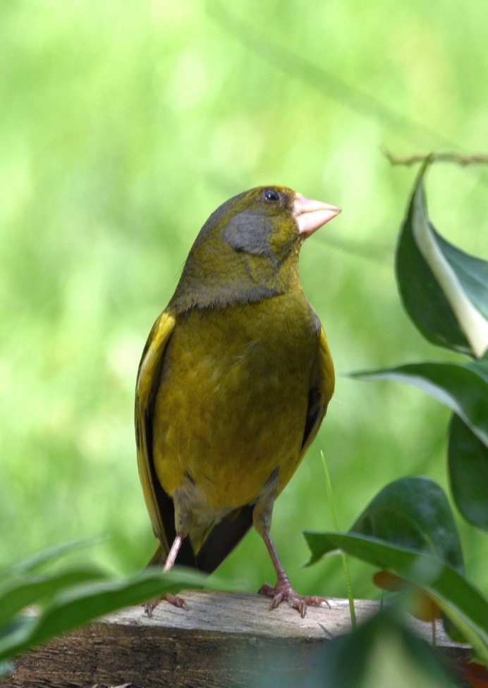 Синица зеленушка