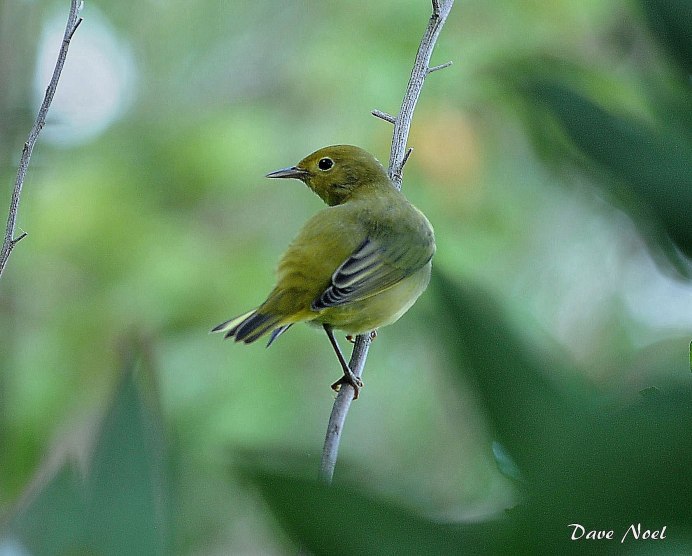 Серо желтая птица