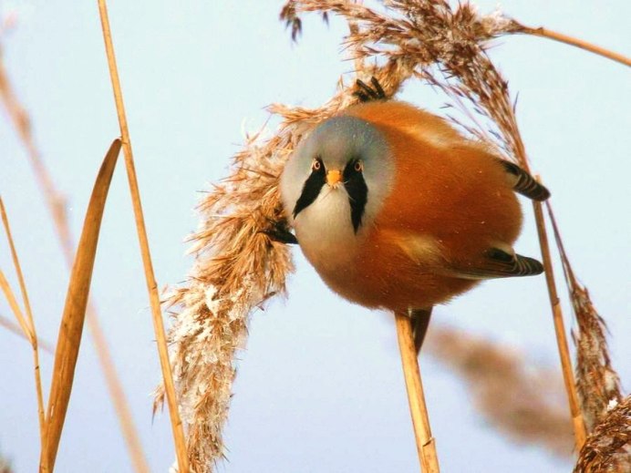 Пухлые птицы