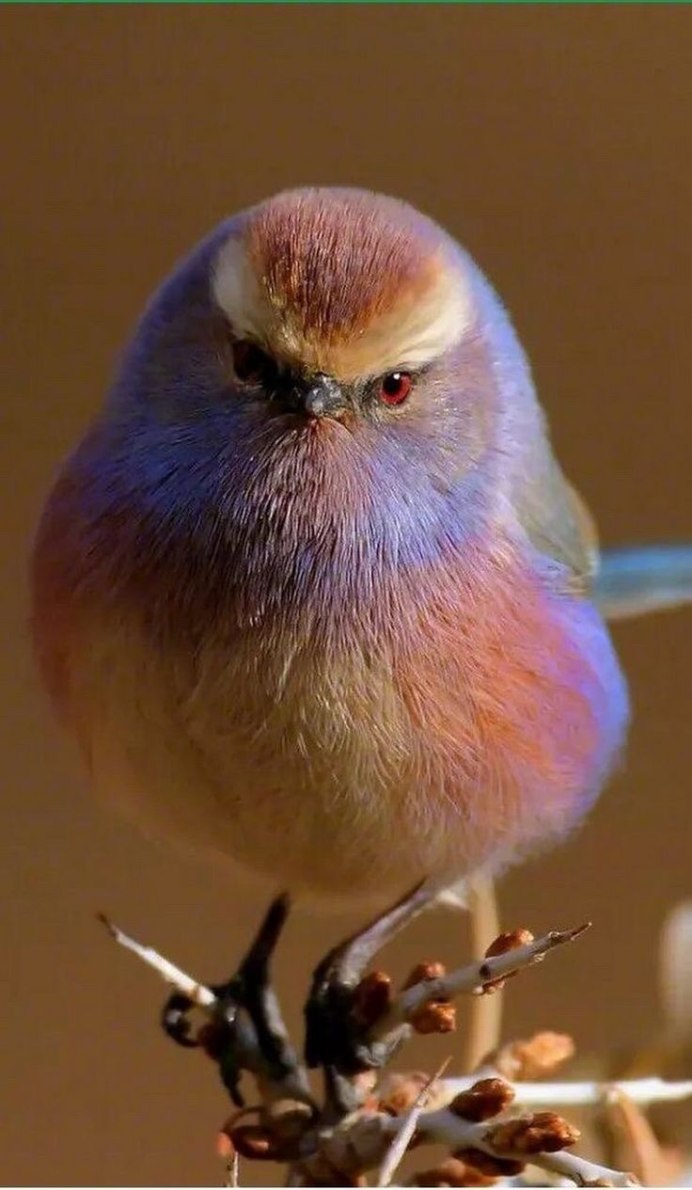 Толстая птица