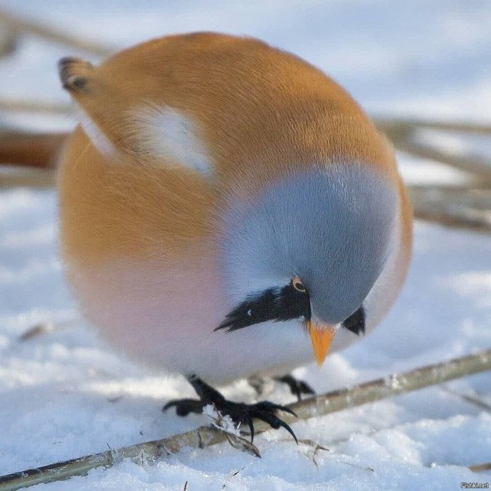 Усатая синица синица