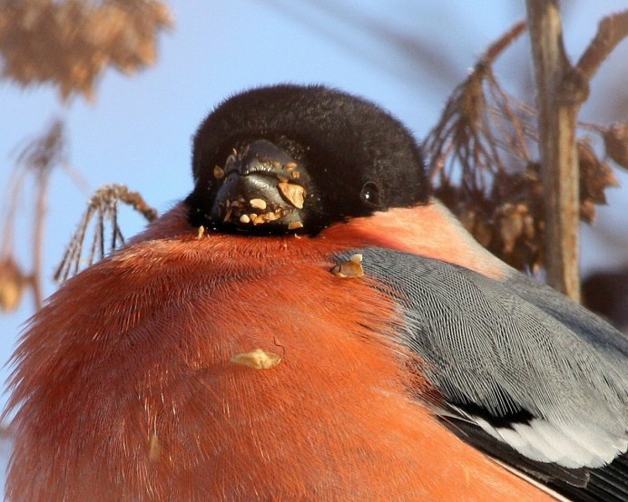 Упитанный Снегирь