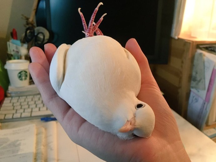 Милые экзотические птицы