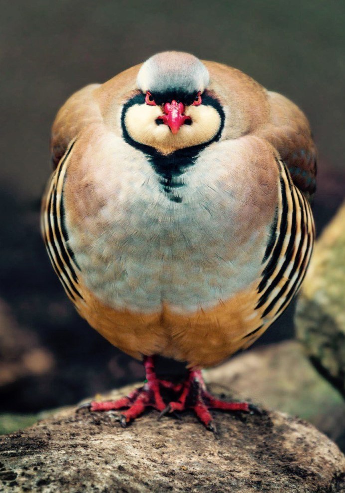 Голубь Андрей