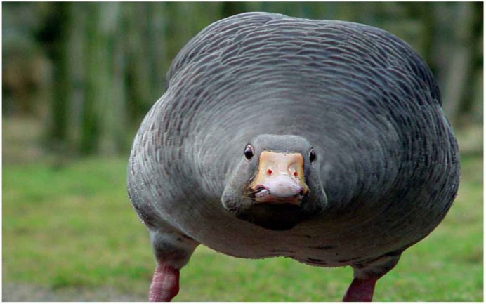 Усатая синица