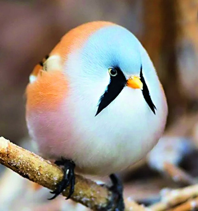 Самые смешные птицы