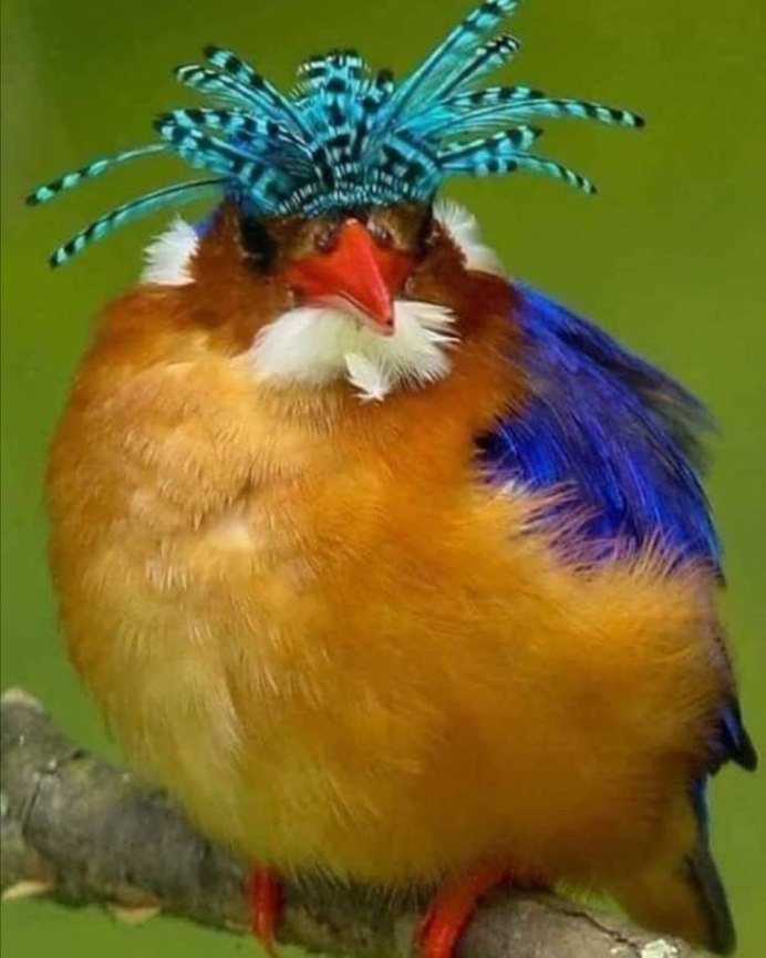 Синица усач