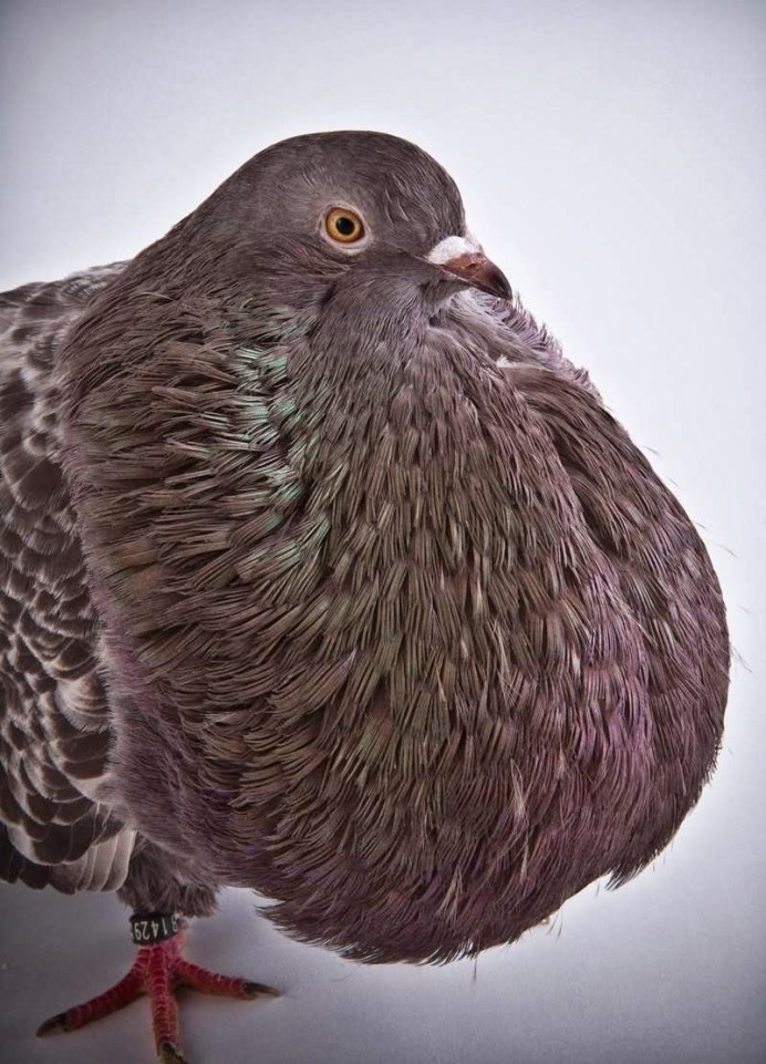 Экзотическая маленькая птичка