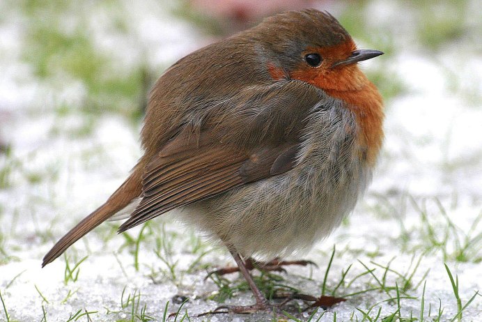 Птица Королевский Пингвин