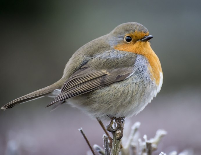 Толстая птица