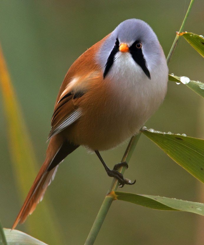 Круглая птица