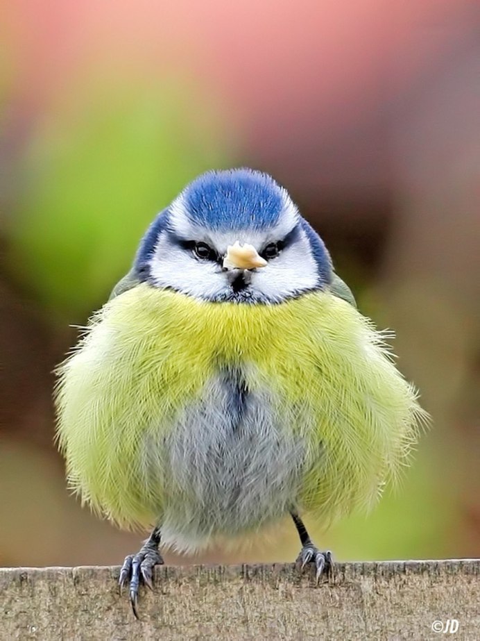 Пигеон голубь