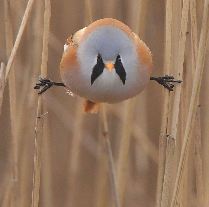 Усатая синица